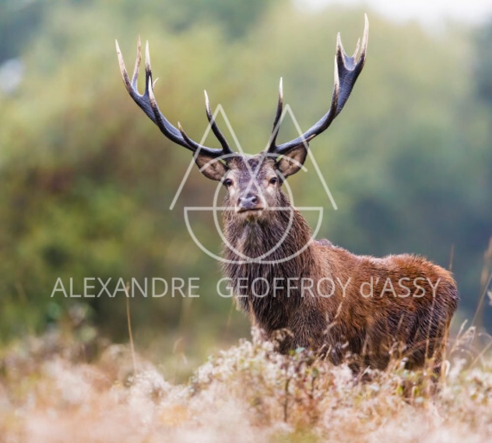 1376100-un-cerf-illustration