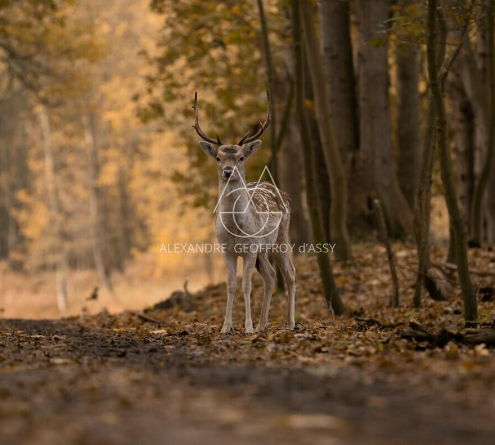 fallow-deer-5749914_1920