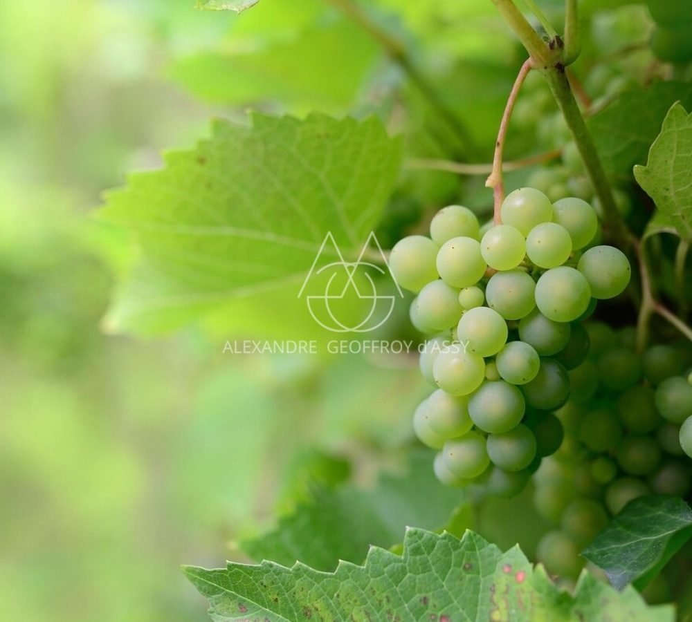 fruit-6630377_1920