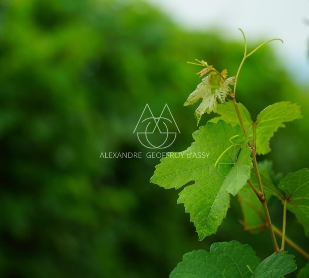 grape-leaf-3555596_1920