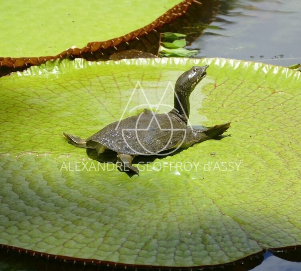 pamplemousse-garden-3868770_1920