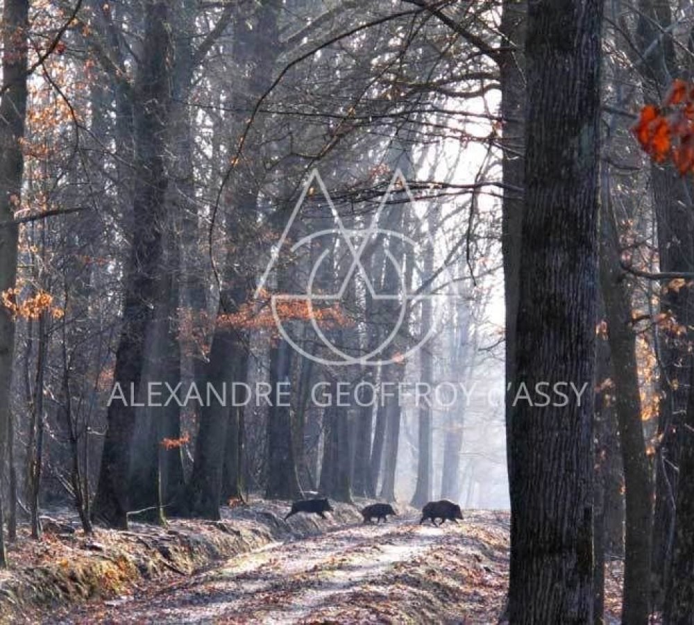 sylvain-delmas-allee