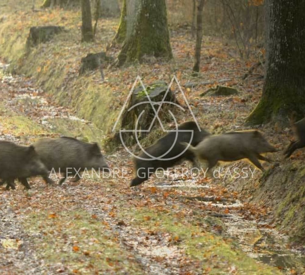 sylvain-delmas-sangliers